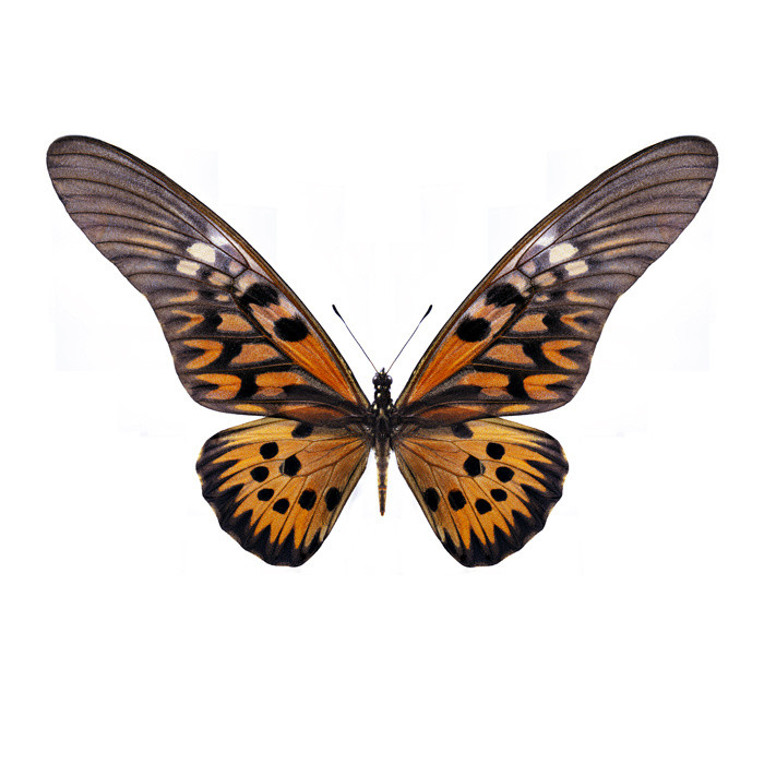 Maria Stijger + Papilio Antimachus